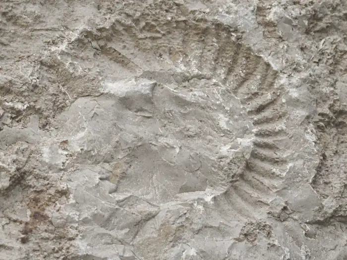 Fossile d'Ammonite, à Cap-d'Ail