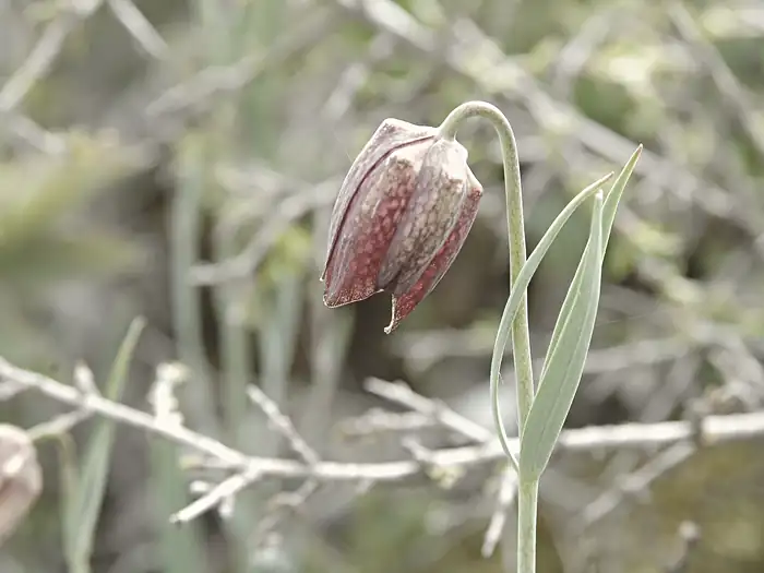 Fritillaria orientalis, Fritillaria caussolensis, à Caussols