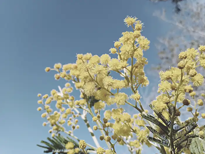 Mimosa dans le massif du Tanneron, Mandelieu-la-Napoule, Alpes-Maritimes, France