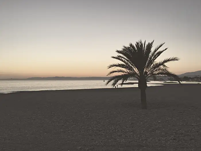 Palm tree on the beach of Saint-Laurent-du-Var (30866960984)