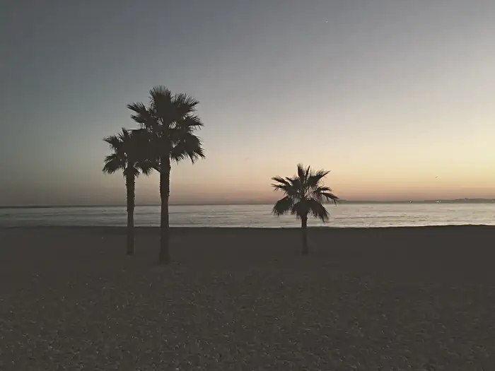 Palm trees on the beach of Saint-Laurent-du-Var (31705778095)